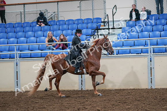 2020 - AB Morgan Horse - Sat, Sept 05 - 08270