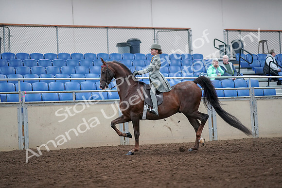 2019 Morgan Horse Show - Aug 30, 2019 - 17779