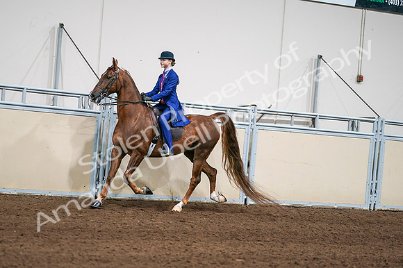 2020 - AB Morgan Horse - Fri, Sept 04 - 04965