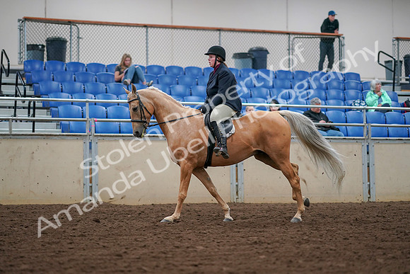 2019 Morgan Horse Show - Aug 30, 2019 - 16389
