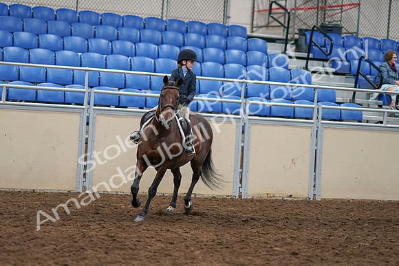 2020 - AB Morgan Horse - Sun, Sept 06 - 07679