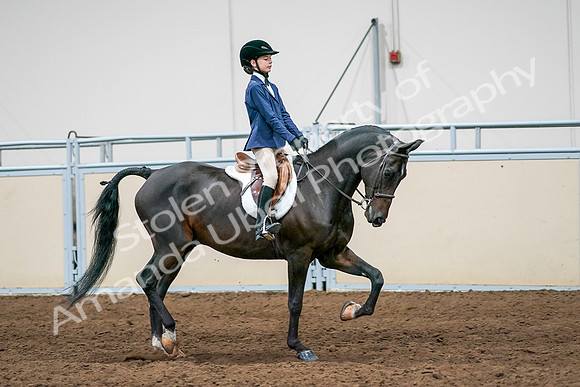 2020 - AB Morgan Horse - Sun, Sept 06 - 08125