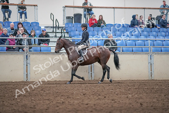 2019 Morgan Horse Show - Aug 31, 2019 - 19537