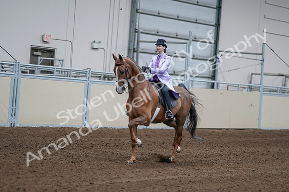 2020 - AB Morgan Horse - Fri, Sept 04 - 05007