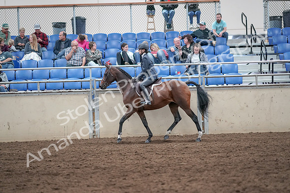 2019 Morgan Horse Show - Aug 31, 2019 - 21378