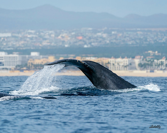 Los Cabo Dec 2018 - 0705
