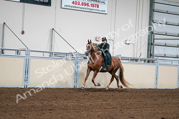 2020 - AB Morgan Horse - Sat, Sept 05 - 08023