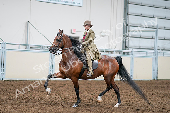 2020 - AB Morgan Horse - Sat, Sept 05 - 08089