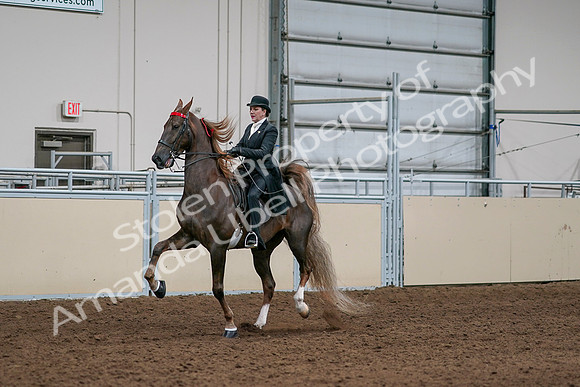 2020 - AB Morgan Horse - Sat, Sept 05 - 13096