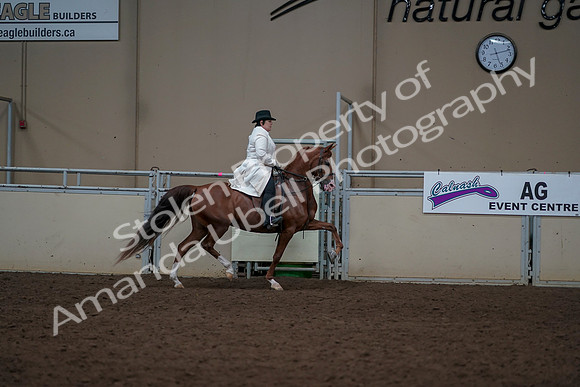 2019 Morgan Horse Show - Aug 31, 2019 - 17949
