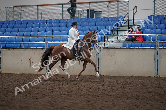 2019 Morgan Horse Show - Aug 31, 2019 - 17966