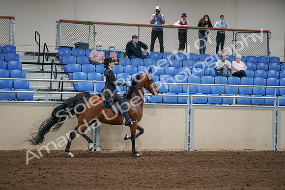 2020 - AB Morgan Horse - Sat, Sept 05 - 06824
