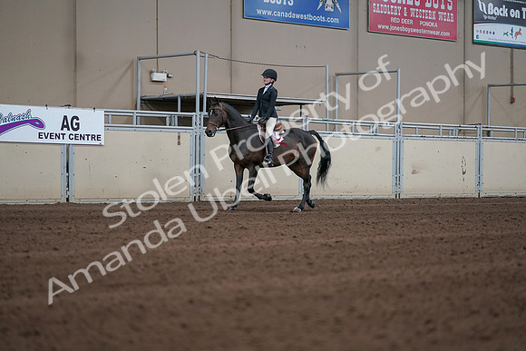 2019 Morgan Horse Show - Sept 01, 2019 - 03953
