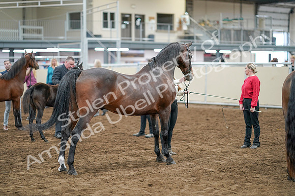 2020 - AB Morgan Horse - Sat, Sept 05 - 00743