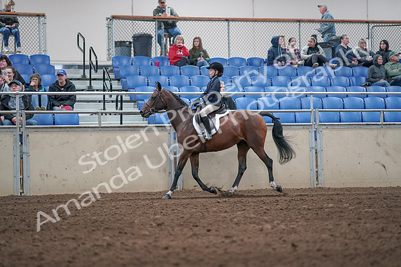2019 Morgan Horse Show - Aug 31, 2019 - 19543