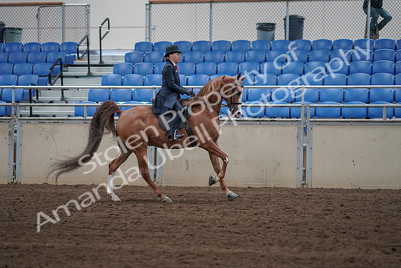 2019 Morgan Horse Show - Sept 01, 2019 - 12020