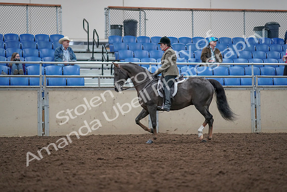 2019 Morgan Horse Show - Aug 31, 2019 - 14928