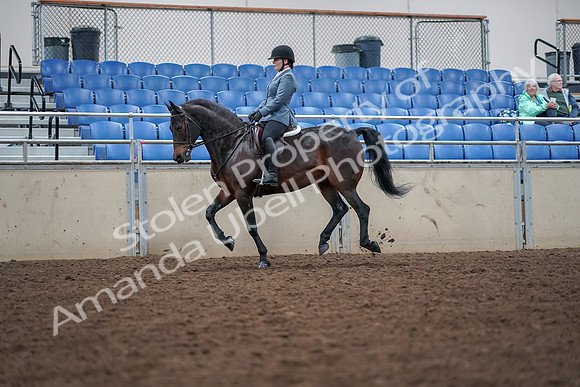 2019 Morgan Horse Show - Aug 30, 2019 - 18462