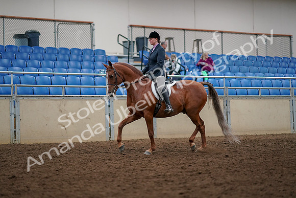2019 Morgan Horse Show - Aug 30, 2019 - 22206