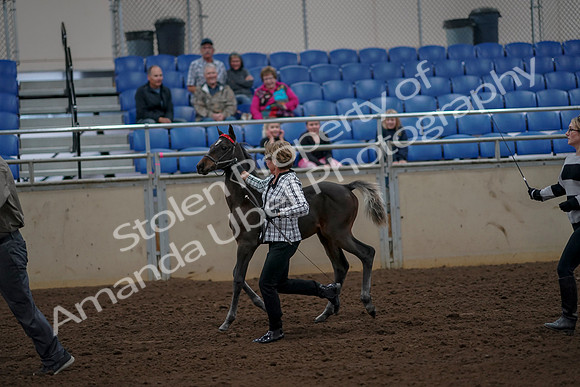 2019 Morgan Horse Show - Aug 30, 2019 - 24714