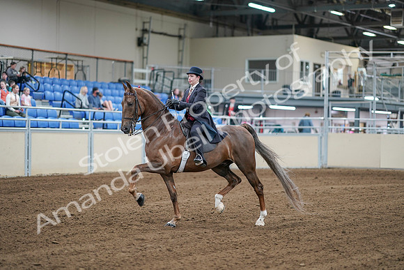 2020 - AB Morgan Horse - Sat, Sept 05 - 06054
