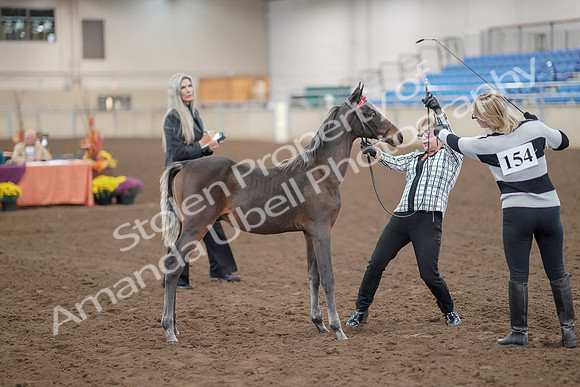 2019 Morgan Horse Show - Aug 30, 2019 - 24892