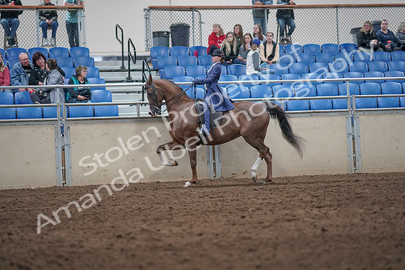 2019 Morgan Horse Show - Aug 31, 2019 - 20565