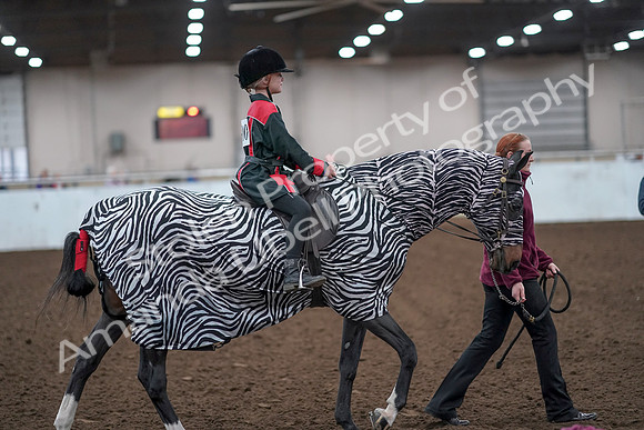 2019 Morgan Horse Show - Aug 31, 2019 - 10029