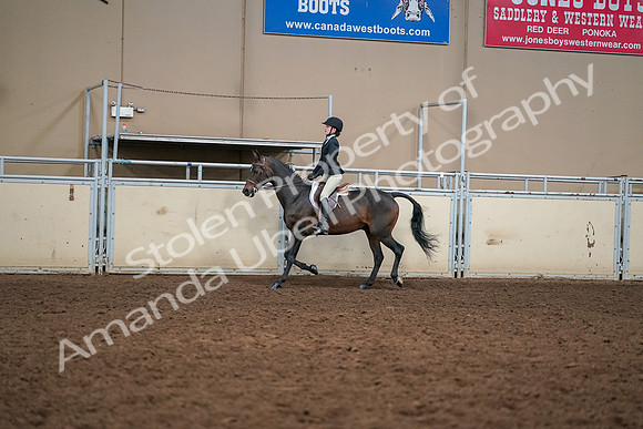 2019 Morgan Horse Show - Aug 30, 2019 - 12207