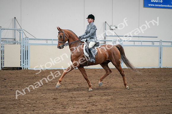 2020 - AB Morgan Horse - Sat, Sept 05 - 03288