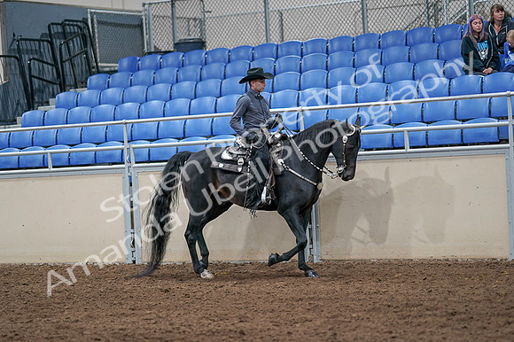 2020 - AB Morgan Horse - Fri, Sept 04 - 08470