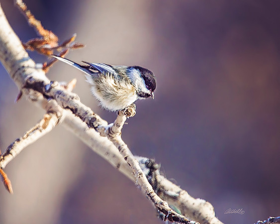 Birds - 188