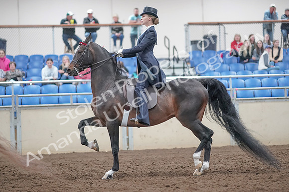 2019 Morgan Horse Show - Aug 31, 2019 - 20544