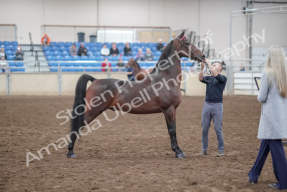 2019 Morgan Horse Show - Aug 31, 2019 - 01364