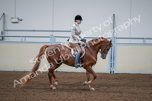 2020 - AB Morgan Horse - Fri, Sept 04 - 01840