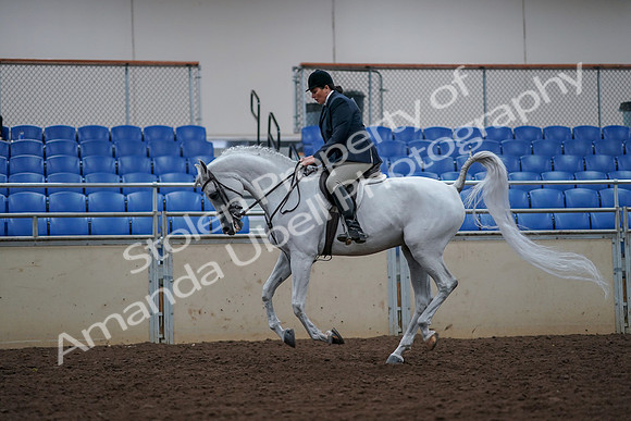 2019 Morgan Horse Show - Aug 30, 2019 - 17507