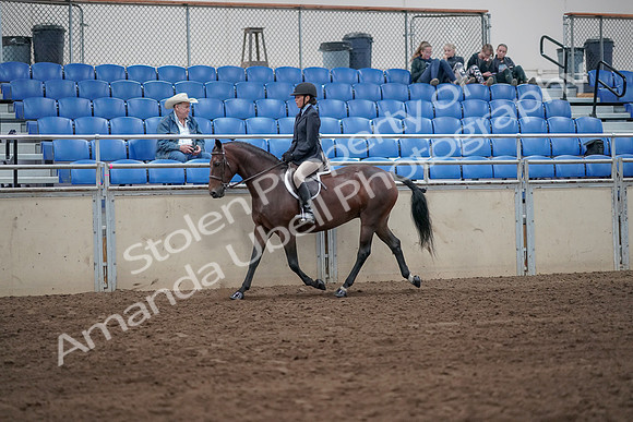2019 Morgan Horse Show - Sept 01, 2019 - 12754