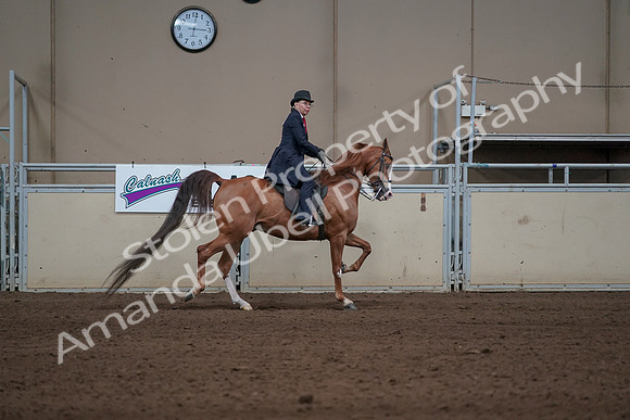 2019 Morgan Horse Show - Sept 01, 2019 - 12056