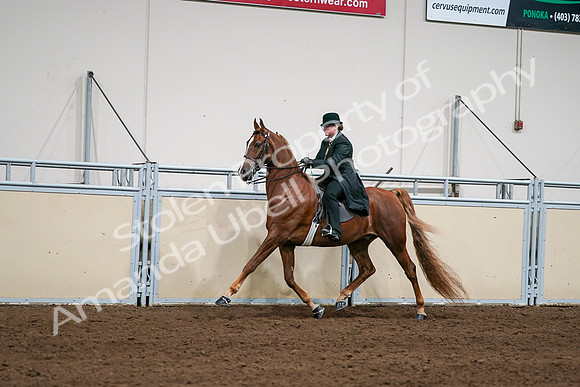 2020 - AB Morgan Horse - Sat, Sept 05 - 08041