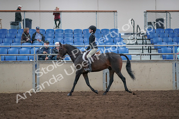 2019 Morgan Horse Show - Aug 31, 2019 - 08050