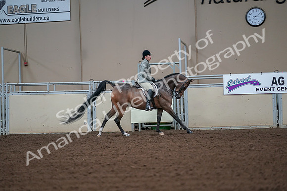 2019 Morgan Horse Show - Aug 30, 2019 - 17521