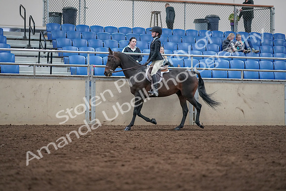 2019 Morgan Horse Show - Sept 01, 2019 - 09029