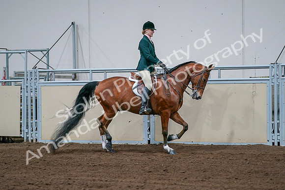 2020 - AB Morgan Horse - Fri, Sept 04 - 01734
