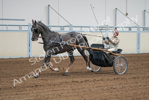 2020 - AB Morgan Horse - Sat, Sept 05 - 05997