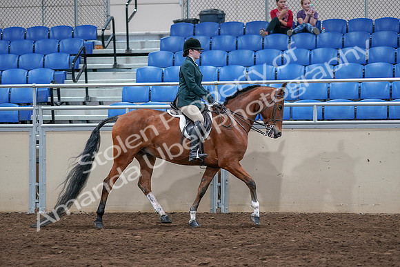 2020 - AB Morgan Horse - Sat, Sept 05 - 05193