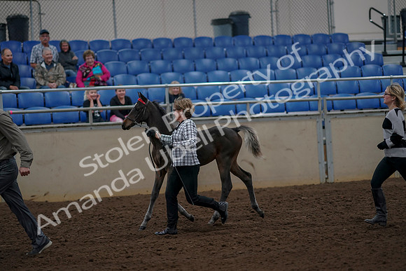 2019 Morgan Horse Show - Aug 30, 2019 - 24707