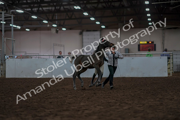 2019 Morgan Horse Show - Aug 31, 2019 - 03554