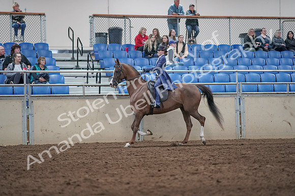 2019 Morgan Horse Show - Aug 31, 2019 - 20449