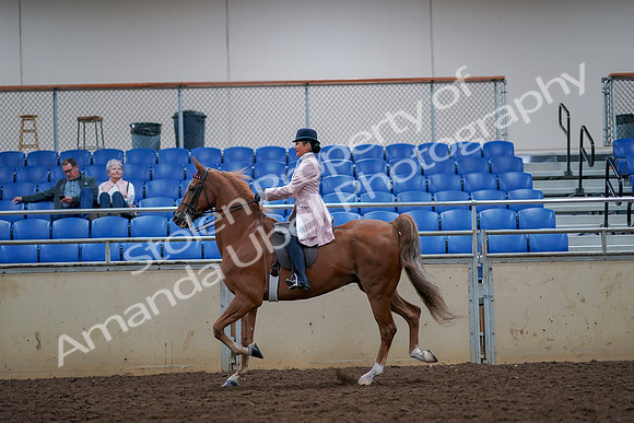 2019 Morgan Horse Show - Aug 30, 2019 - 21387