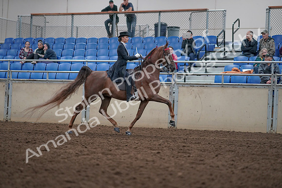 2019 Morgan Horse Show - Aug 31, 2019 - 20686